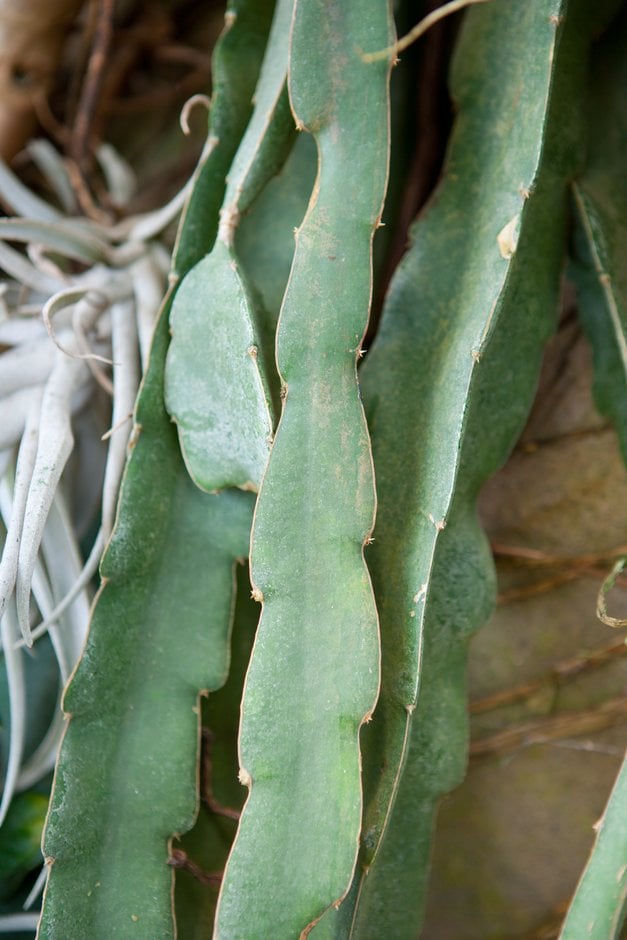 dragon fruit
