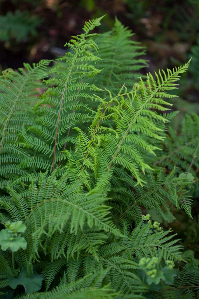 Polystichum setiferum (Divisilobum Group) &Divisilobum Densum& | soft ...