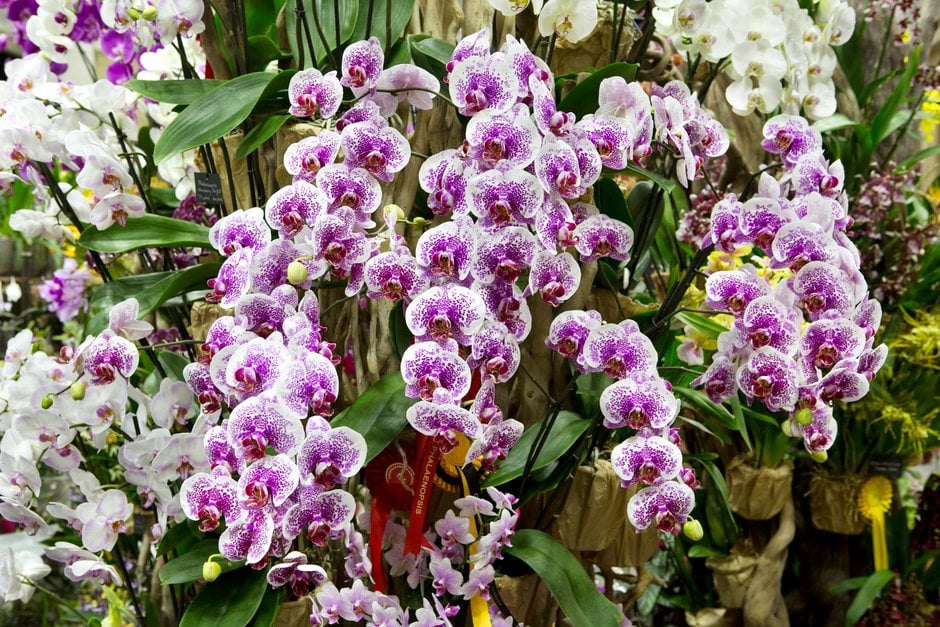 moth orchid Acker's Sweetie gx 'Dragon Tree Maple'