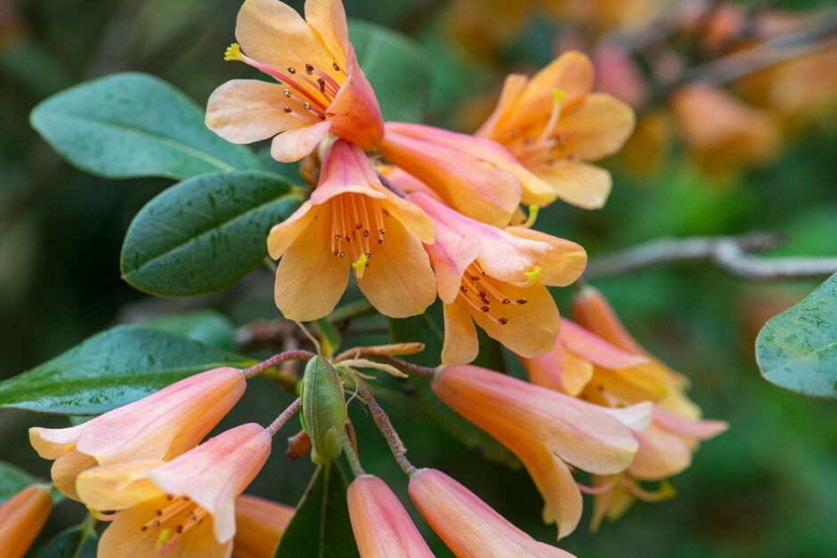 rhododendron 'Eddie Digby'
