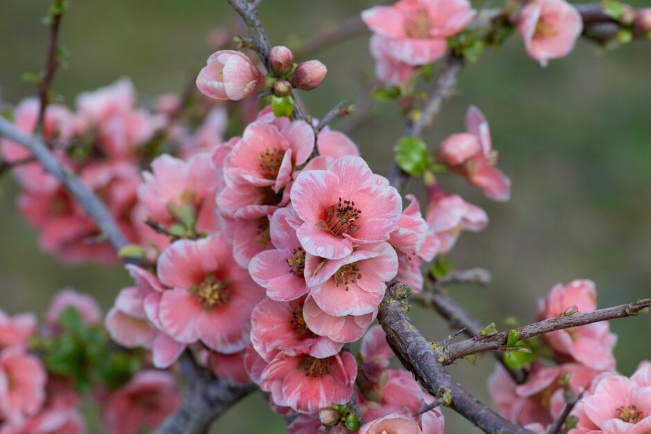 Japanese quince [Madame Butterfly]
