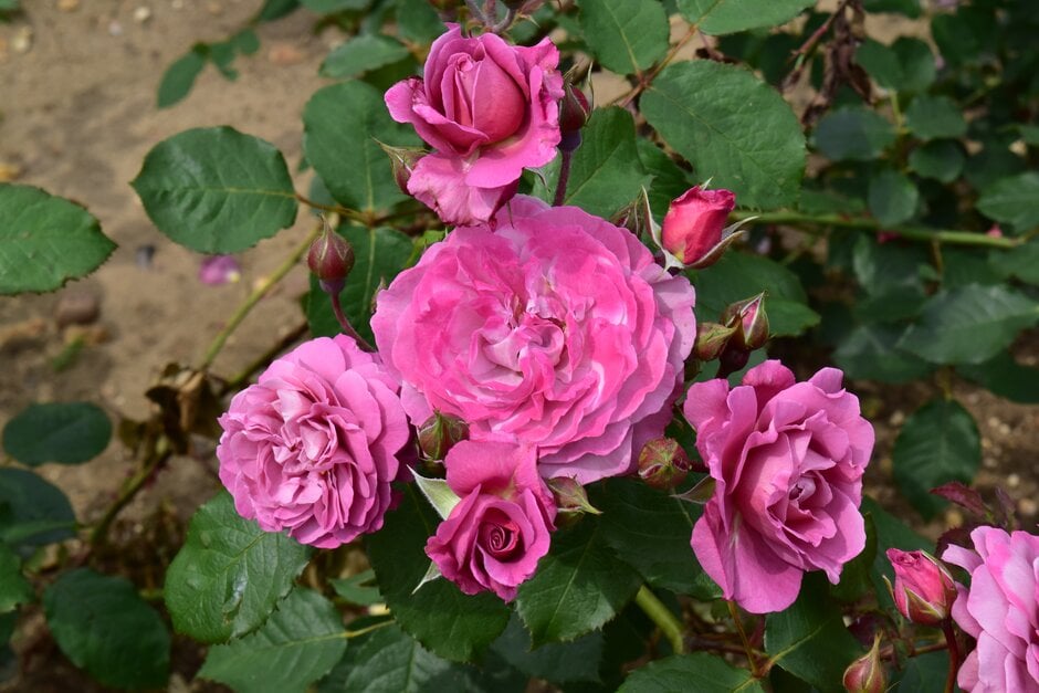 rose 'Kordes' Magenta'