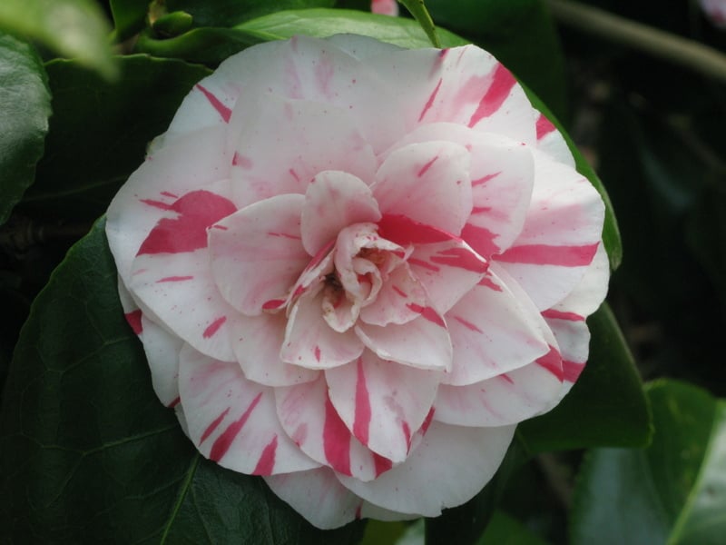 Camellia japonica &Lavinia Maggi& | camellia &Lavinia Maggi& Shrubs/RHS ...