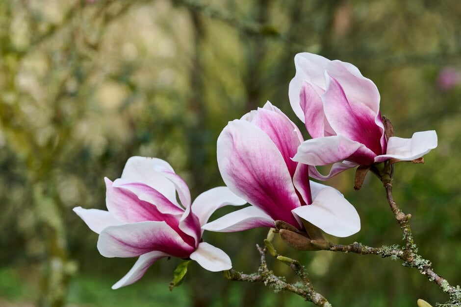 <i>Magnolia</i> 'Morning Glow'
