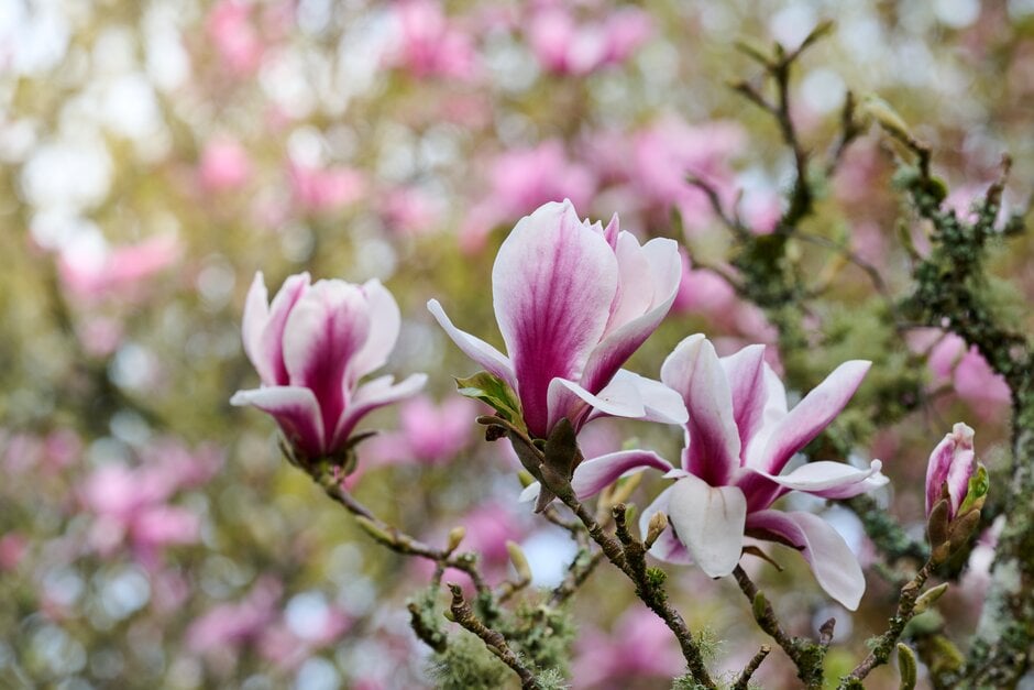 <i>Magnolia</i> 'Morning Glow'