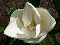 evergreen magnolia 'Saint George'