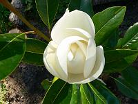 evergreen magnolia 'Saint George'