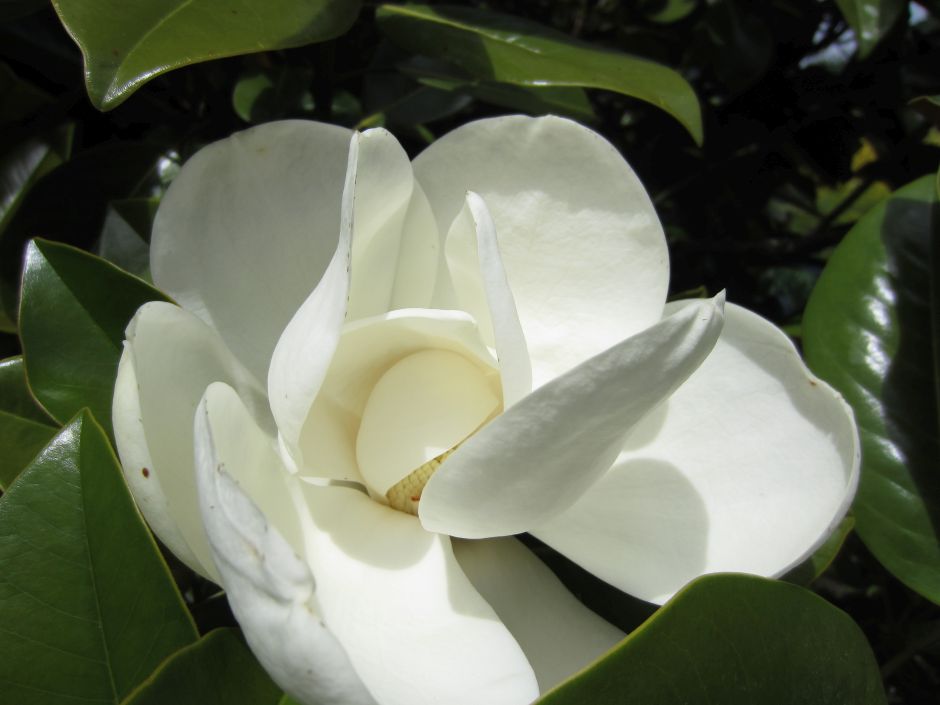 Magnolia delavayi | Delavay's magnolia/RHS Gardening