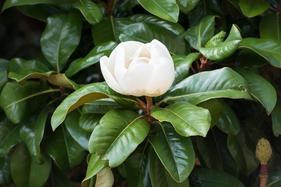 <em>Magnolia</em> <em>grandiflora</em> 'Charles Dickens'