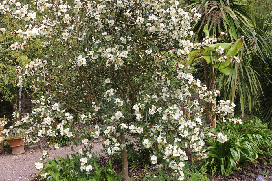 magnolia 'Gail's Favourite'