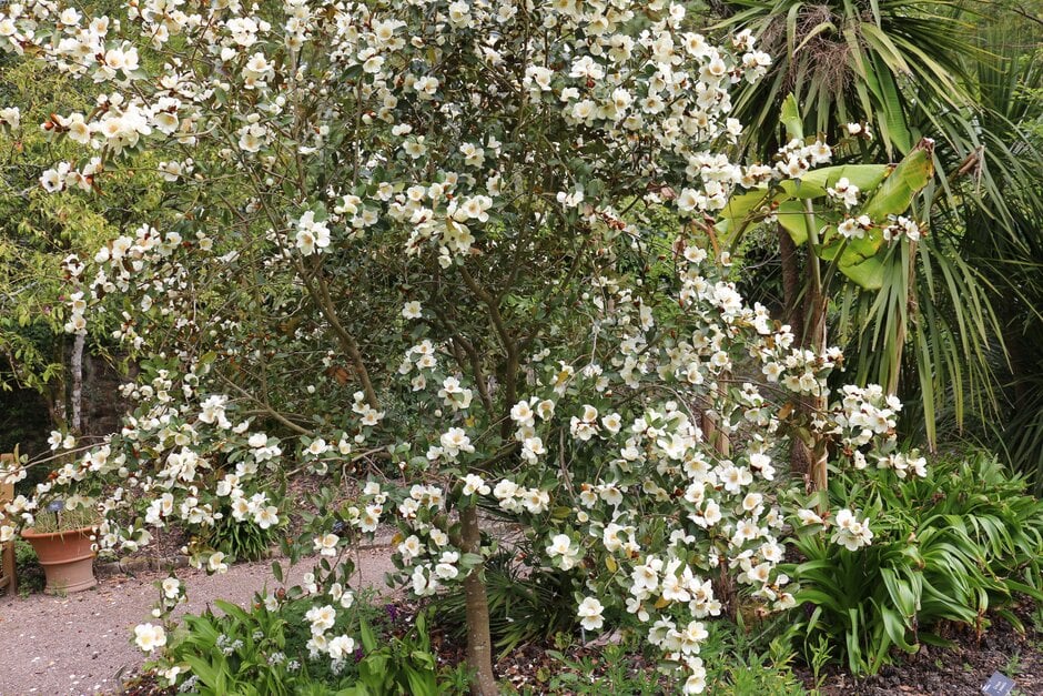 magnolia 'Gail's Favourite'