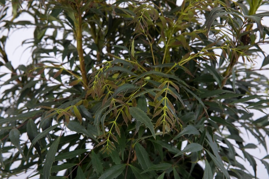Oregon grape [Meteor]