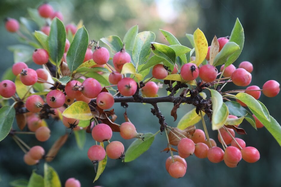 crab apple 'Adirondack'