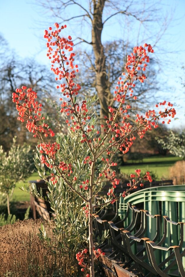 crab apple 'Adirondack'
