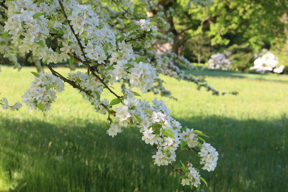 cut-leaf crab apple