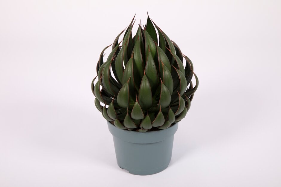agave 'Praying Hands'
