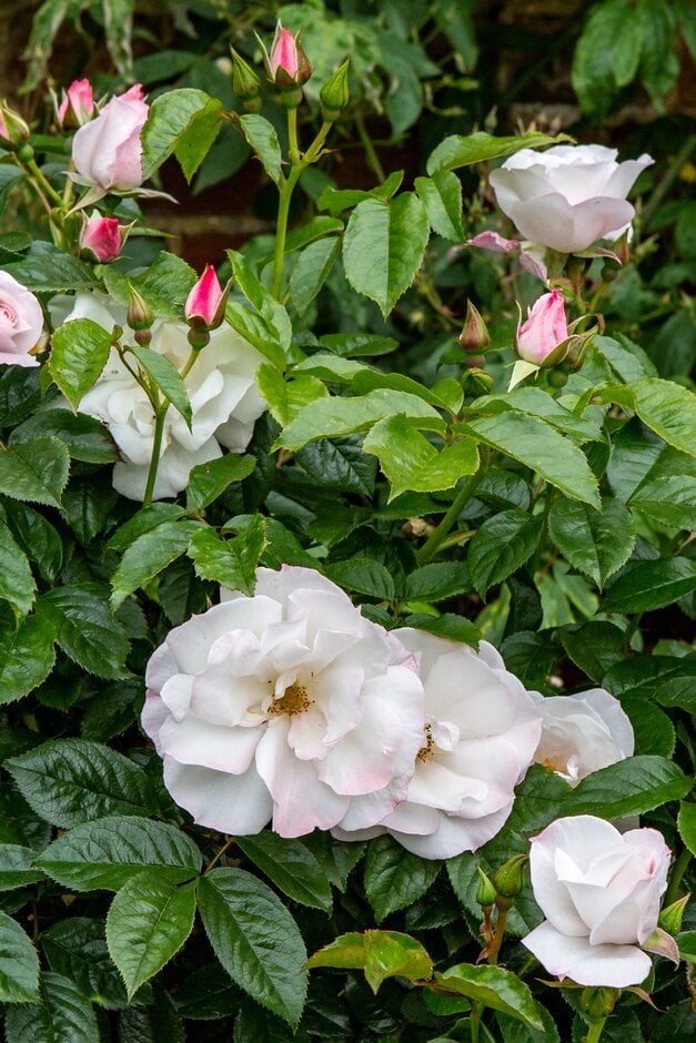 rose [Pearl Drift]