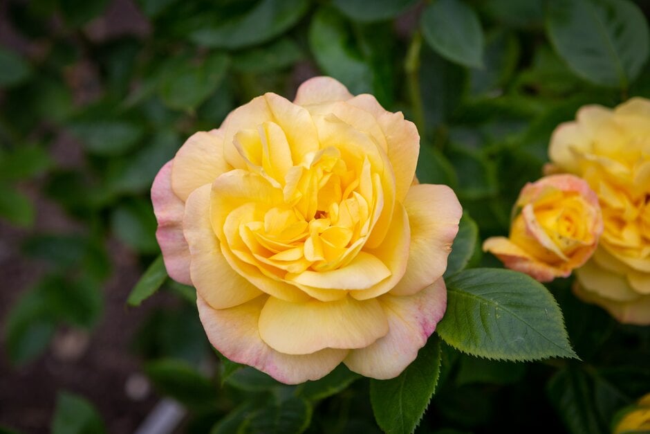 rose 'Grandpa Dickson'