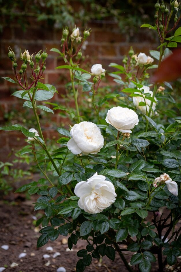 rose [Macmillan Nurse]