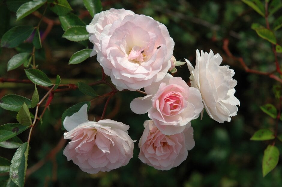 rose 'Marie-Jeanne'