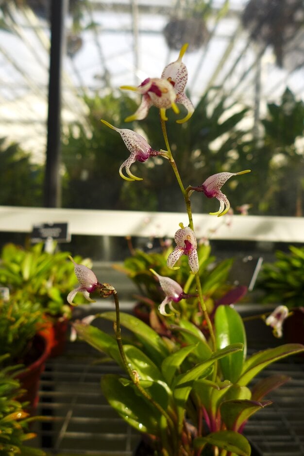 <i>Masdevallia</i> <i>caloptera</i>