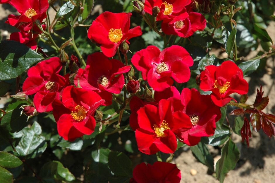 rose 'Maude Elizabeth'