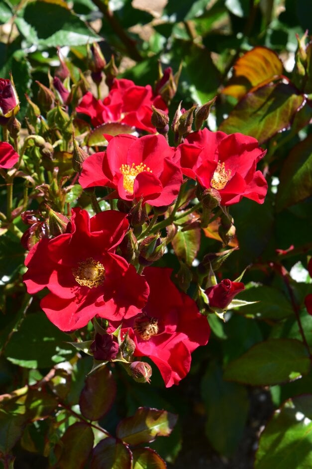 rose 'Maude Elizabeth'