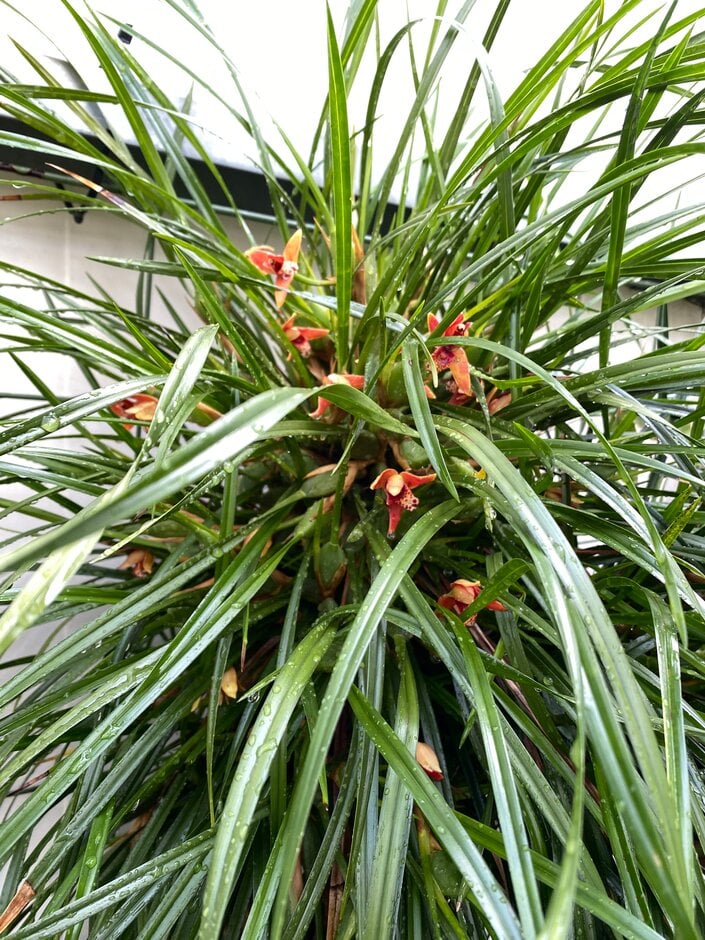 <i>Maxillaria</i> <i>tenuifolia</i> yellow-flowered