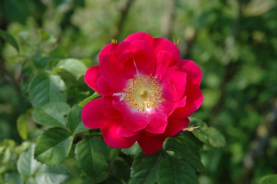 rose 'Meg Merrilies'