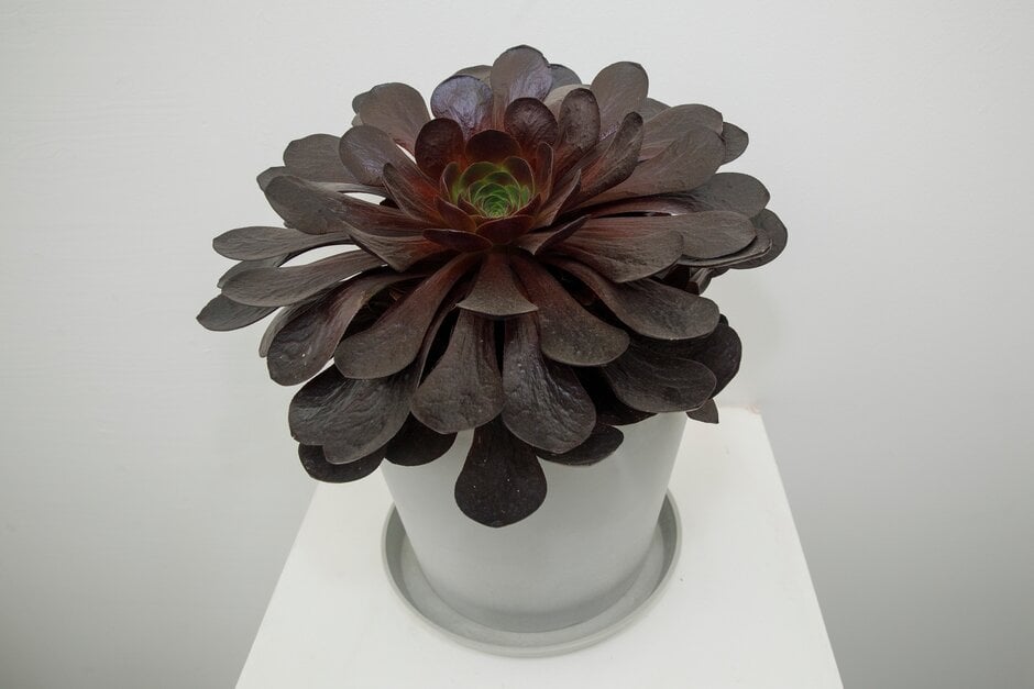 × <em>Semponium</em> 'Destiny'