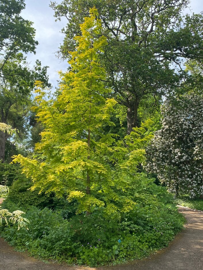 dawn redwood 'Golden Oji'