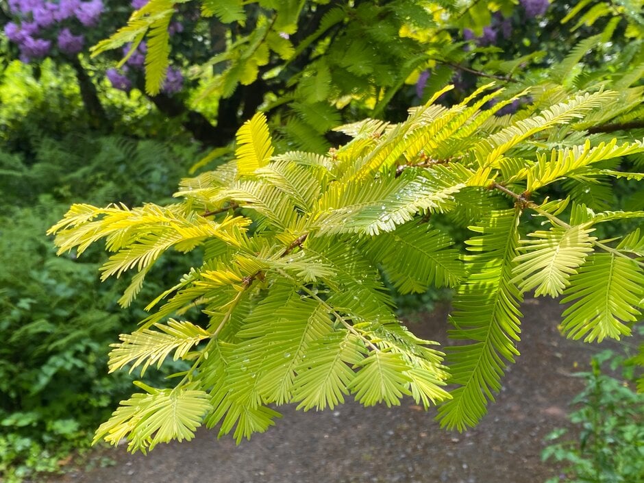 dawn redwood 'Golden Oji'