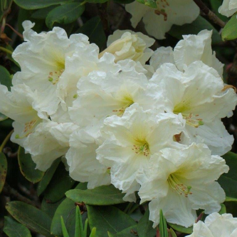 rhododendron 'Olivia'
