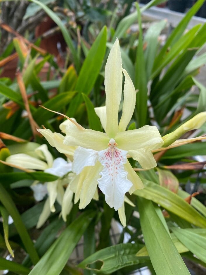 <i>Miltonia</i> <i>flavescens</i>
