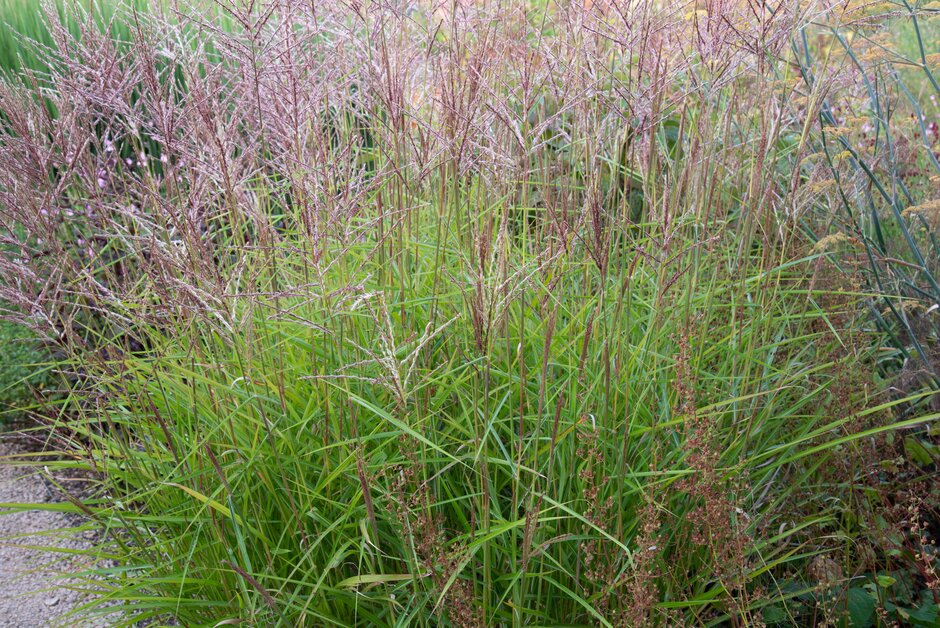 eulalia 'Graziella'