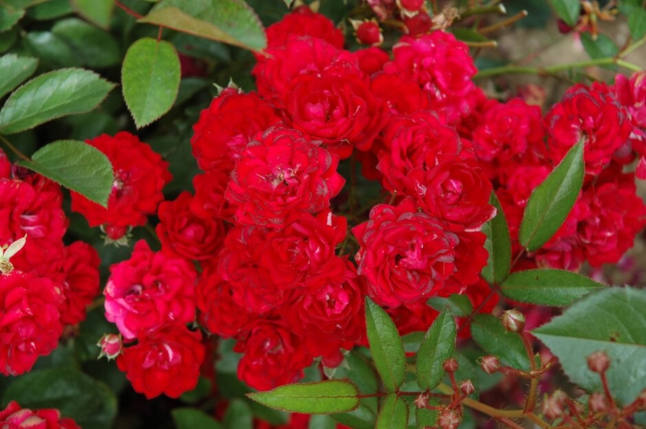 rose 'Miss Edith Cavell'