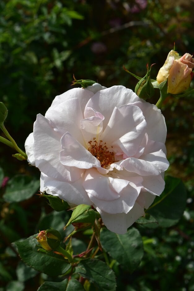 rose 'Madame Butterfly'