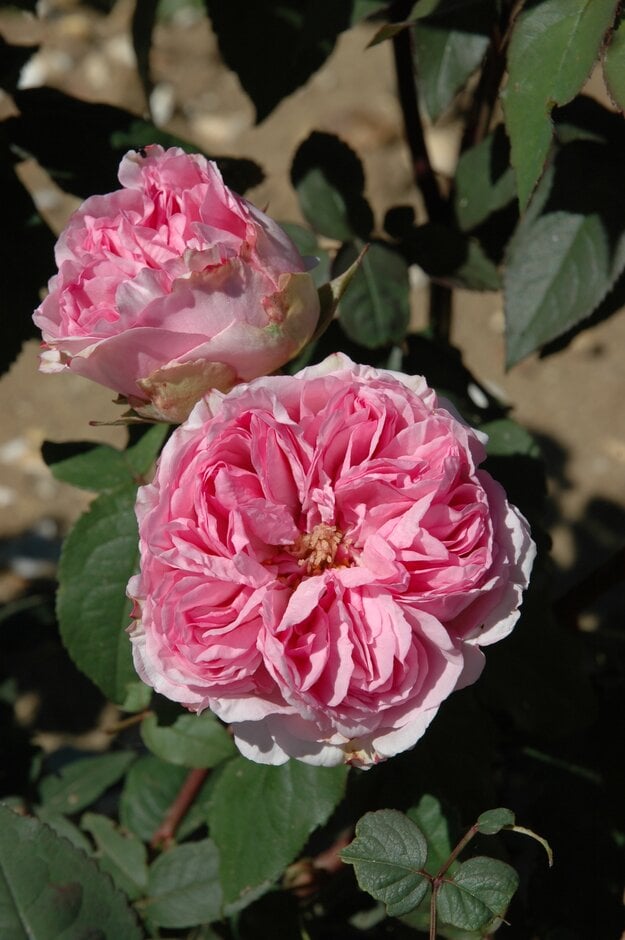 rose 'Madame Ernest Calvat'