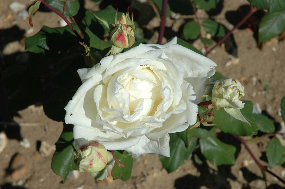 rose 'Molly Sharman-Crawford'