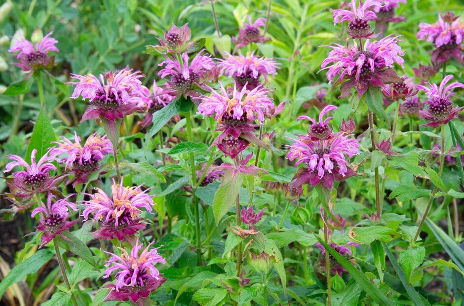 bergamot 'Aquarius'