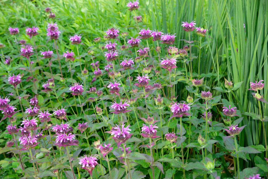 bergamot 'Pawnee'