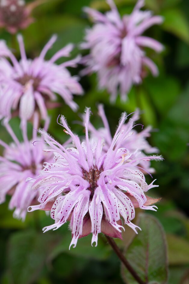 Monarda bradburyana|Bradbury's bergamot/RHS Gardening