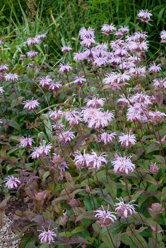 Bradbury's bergamot