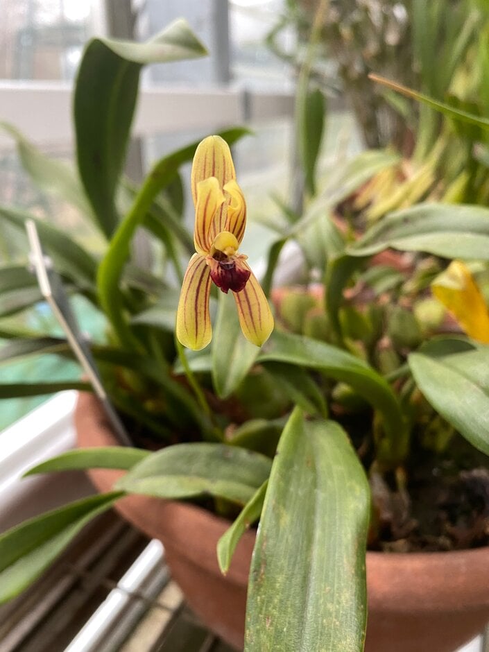 <i>Mormolyca</i> <i>ringens</i>