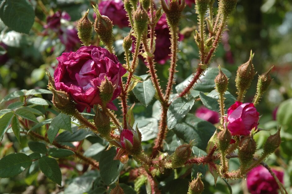 rose 'Japonica'