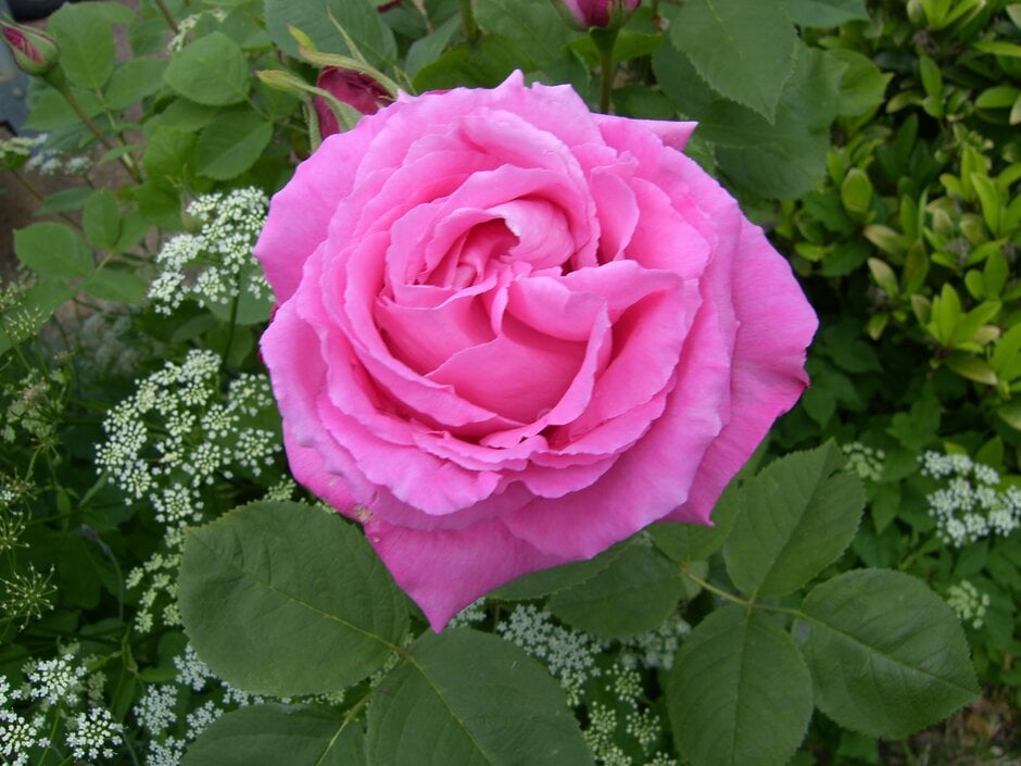 rose 'Mrs John Laing'