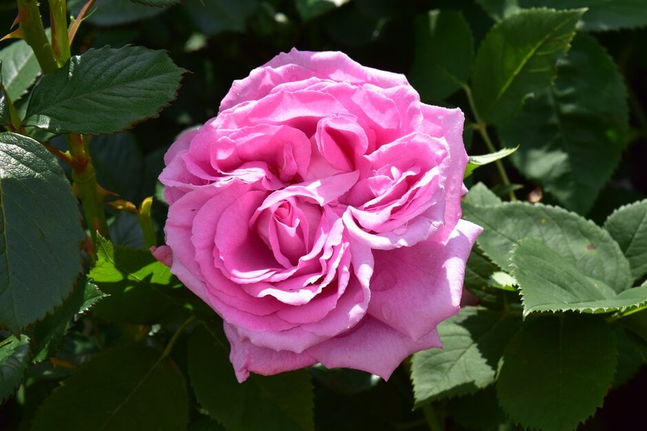 rose 'Mrs John Laing'