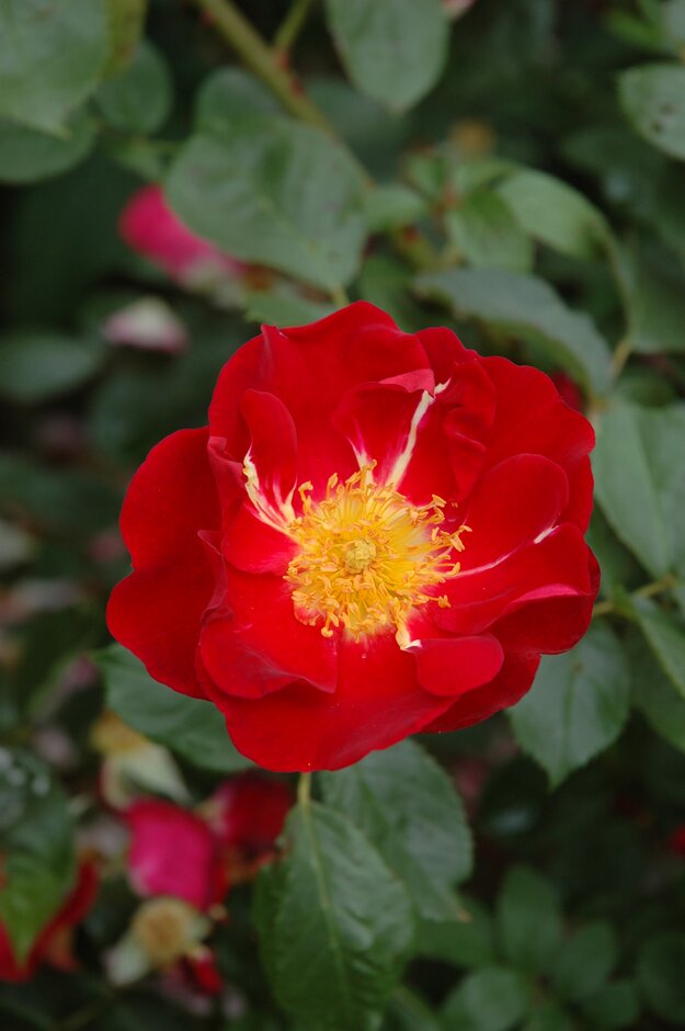 rose 'München'