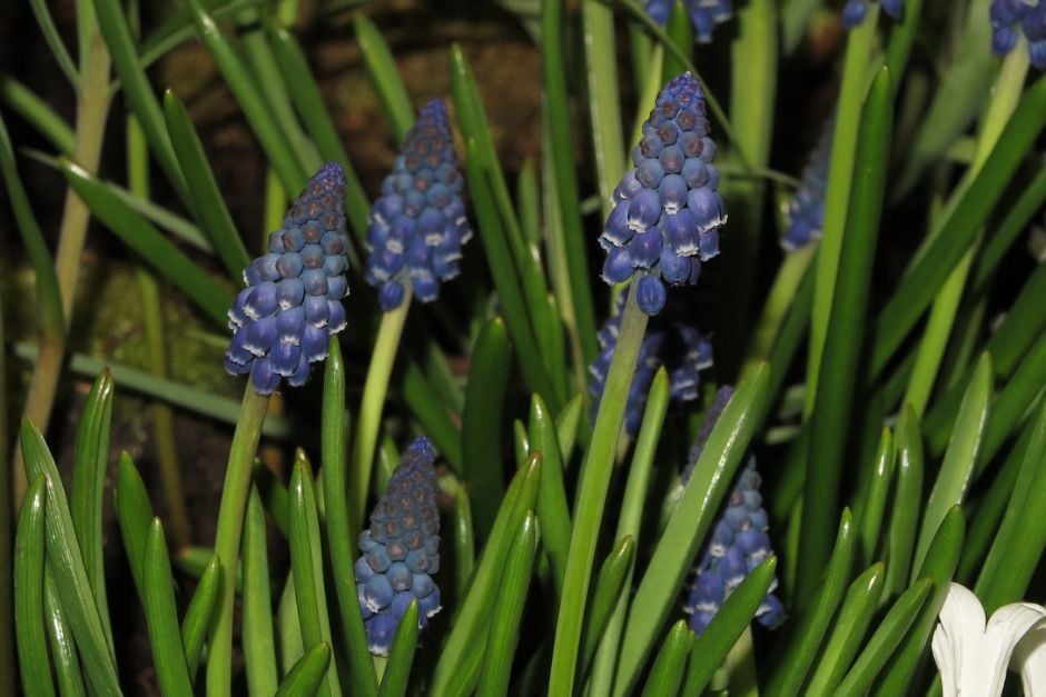 grape hyacinth 'Joyce Spirit'