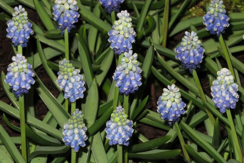 grape hyacinth 'Touch of Snow'